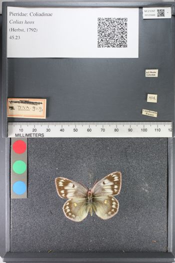 Media type: image;   Entomology 125444